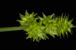 Oval-leaf sedge